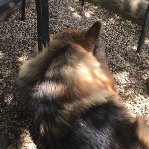 Meet your Posher, Carey